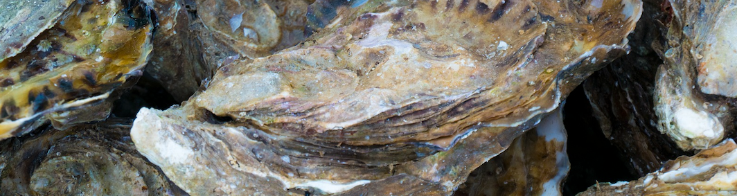How New York Is Sustainably Using Their Recycled Oyster Shells